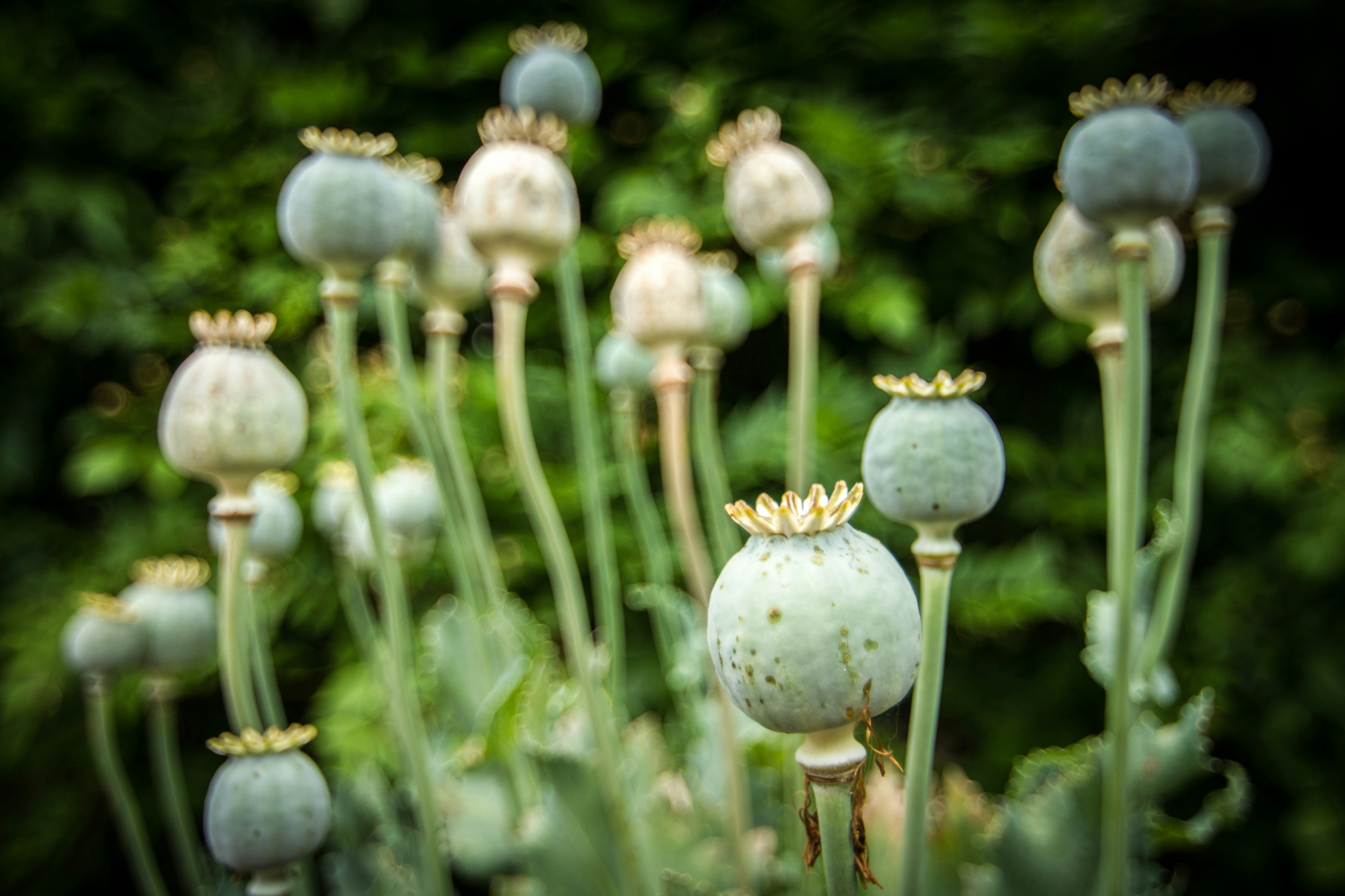 Close-up of unripe poppy seed heads growing in a garden with a blurred green background.
